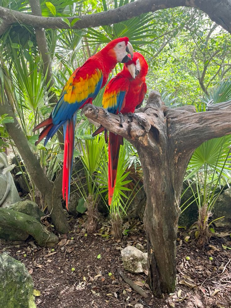 New Zealand native bird in natural habitat