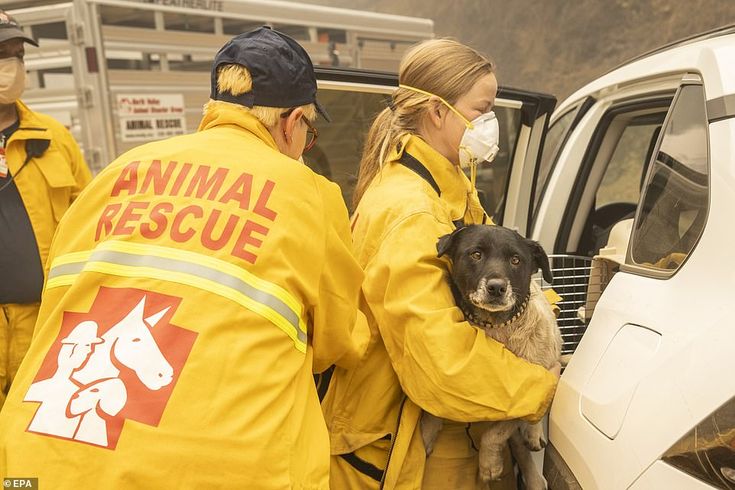 Wildlife rescue operations