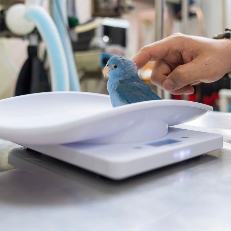 Veterinary treatment